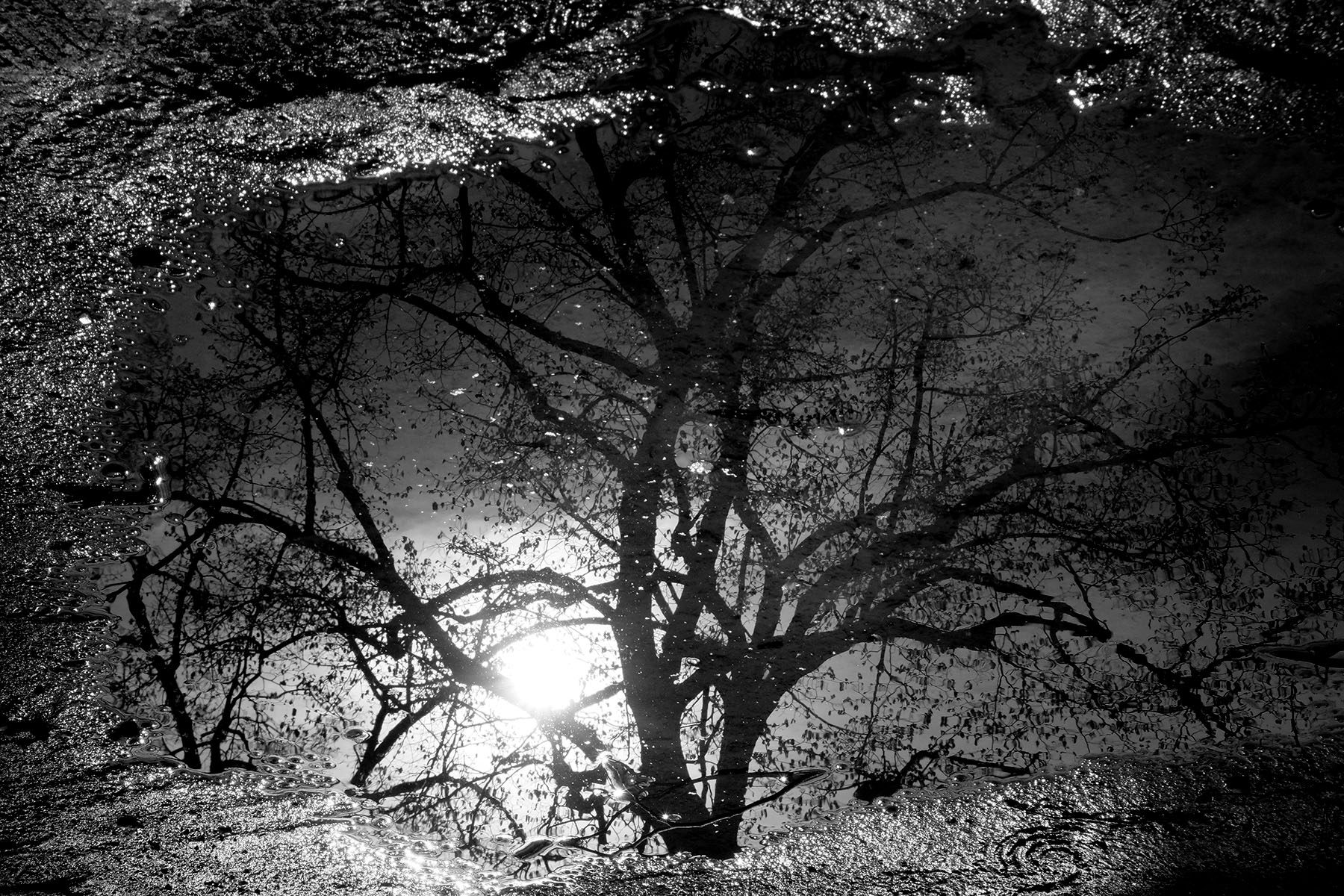 Narcisse - Fotografía / Photographie. Medium: Digital BNW photography, Year: 2022. — Estela Currao.